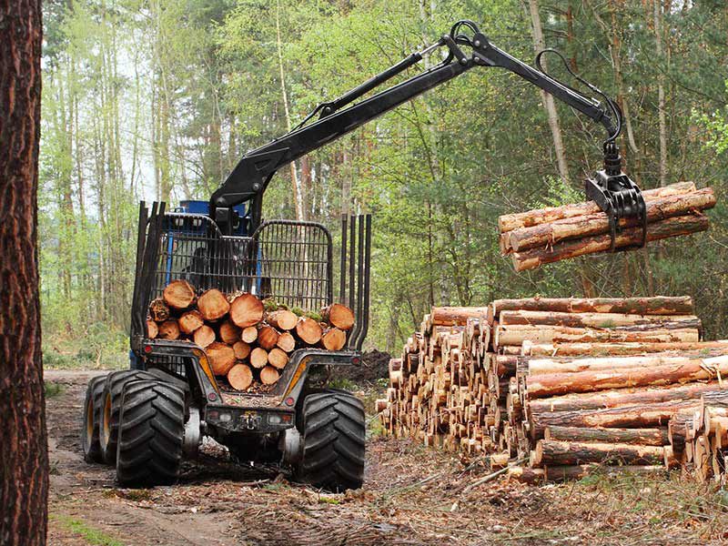 Holz, Holzwirtschaft & Holzenergie.